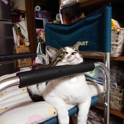 家族になって一年