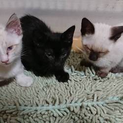 保護してきました。