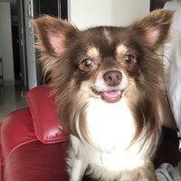 ましゅー
