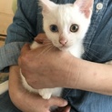 3ヶ月の子猫の里親さん募集中