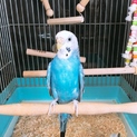 セキセイインコ里親募集です