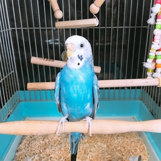 セキセイインコ里親募集です