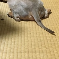 カイ