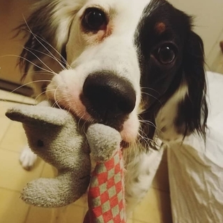 天真爛漫なセッター