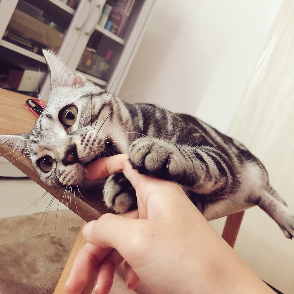 リリのカバー写真
