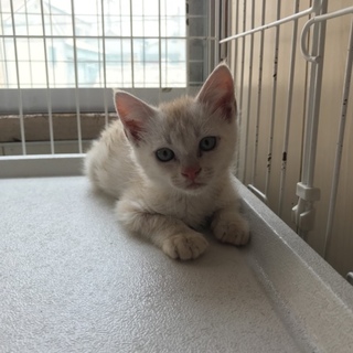 クリーム色の男の子の仔猫