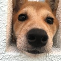 名護✳︎子犬