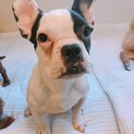 フレンチブル　7か月の男の子　聴覚障害あり