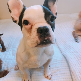 フレンチブル　7か月の男の子　聴覚障害あり