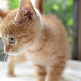 申し込み対応中です　甘えん坊坊ちゃん