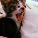 アメリカに行ってしまうため子猫里親募集