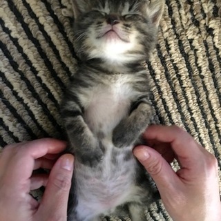 丸いフォルムと柄がアメショ風。犬的性格男子。