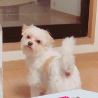 山葵