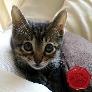 猫じゃらし大好きなこぶし君