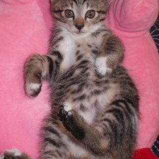 ５月初旬に生まれたキジシロの子猫です！