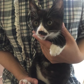 里親さん決まりました。