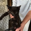 黒猫ちゃんの里親さん募集しています！