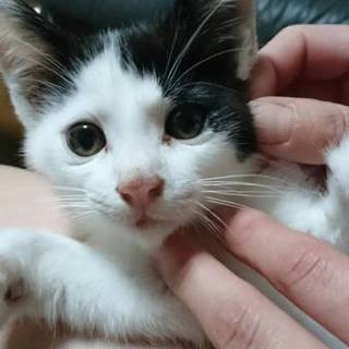 約2ヶ月の元気な男の子です！