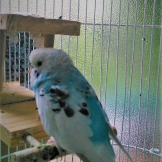 セキセイインコ　ルチノー＆ハルクイン