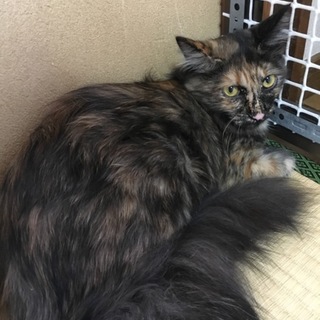 長毛のサビちゃん