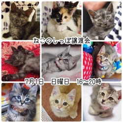 ねこのしっぽ譲渡会 サムネイル1