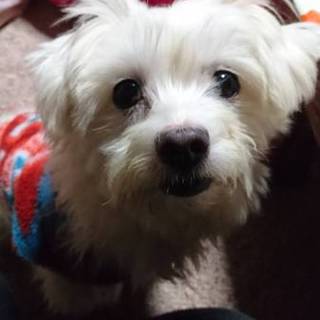 大切にしていただける方お願いします。