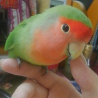 つくしちゃん