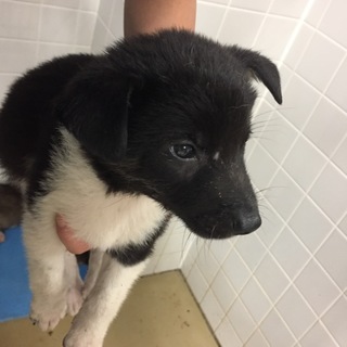 引き出されました。