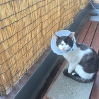 ねこさん
