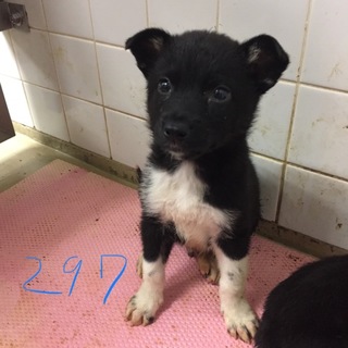 4匹兄妹子犬たち。里親募集してます。