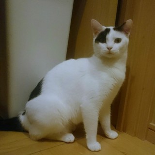 白黒ブチのリンちゃん