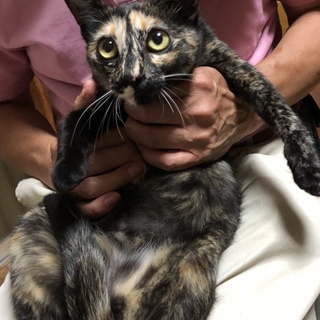 サビ猫女の子の里親さん募集です。