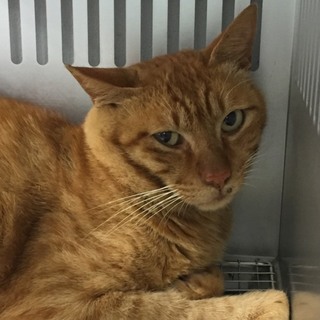 処分対象になる子です。収容期限7/4朝