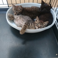 れい・くら・ソテツ⇒おうち決定