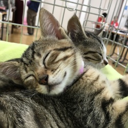 お見合い会 サムネイル2