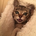 とってもかわいいキジトラちゃん。