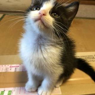 くりっくりのお目めと、ふわっふわの毛