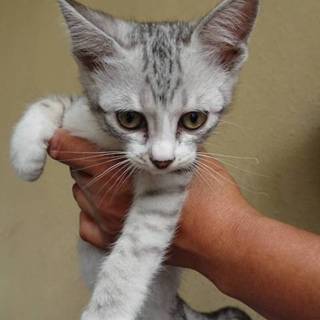 子猫ちゃんの里親募集❗️サバ白