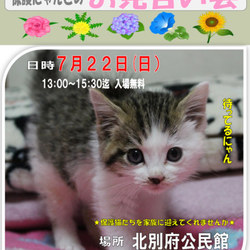 ねこのお見合い会