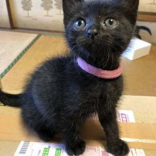 フワフワの黒毛☆お人形みたいな女の子