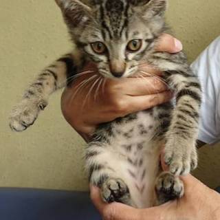 子猫ちゃんの里親募集❗️キジB