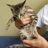 子猫ちゃんの里親募集❗️キジB サムネイル2