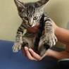 子猫ちゃんの里親募集❗️キジB サムネイル3