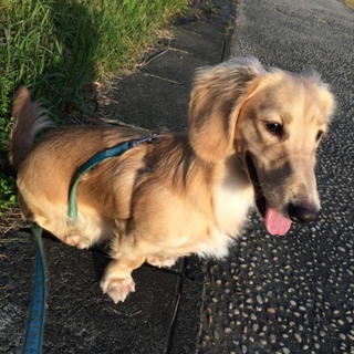 2歳半 Mダックスの男の子です