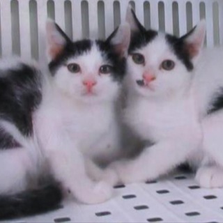 2匹で迎えられました！有難うございました。