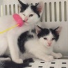 2匹で迎えられました！有難うございました。 サムネイル4