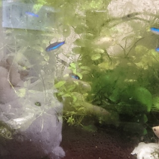 クーリーローチ二匹、グリーンネオンテトラ10匹