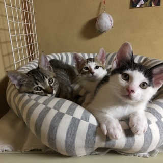 三匹のオス猫兄弟！