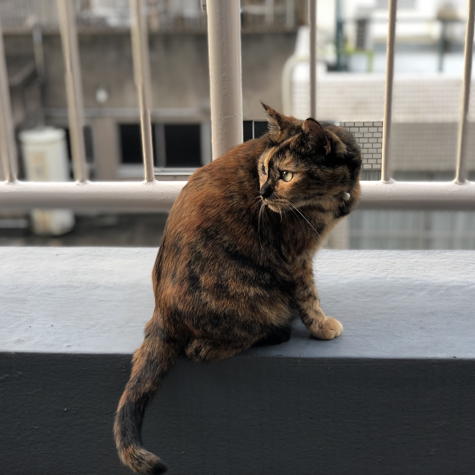 夏目のカバー写真