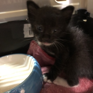 生後三週間 子猫 オス